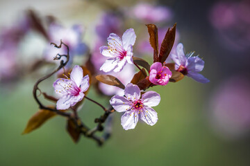 Fototapeta na wymiar Prunus cerasifera known as cherry plum, myrobalan plum tree blooming in Springtime