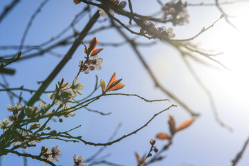 Prunus cerasifera known as cherry plum, myrobalan plum tree blooming in Springtime