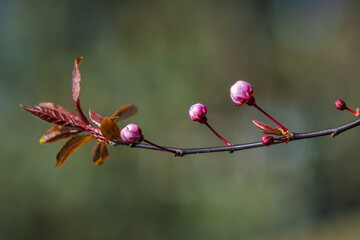 Prunus cerasifera known as cherry plum, myrobalan plum tree blooming in Springtime