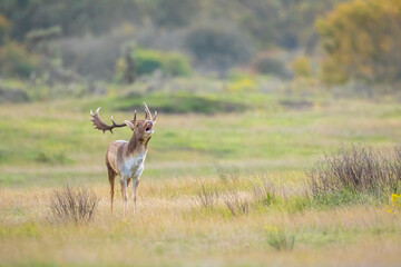 Fallow deer stag, Dama Dama, with big antlers during rutting in Autumn season