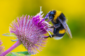 Bombus terrestris, the buff-tailed bumblebee or large earth bumblebee, feeding nectar