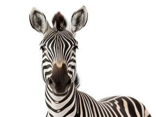 Fototapeta na wymiar Zebra Studio Shot Isolated on Clear White Background, Generative AI