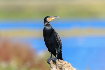 Great Cormorant, Phalacrocorax carbo, drying wings