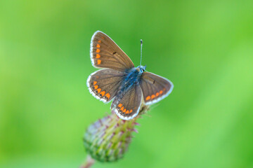  brown argus butterfly, Aricia agestis, top view, open wings