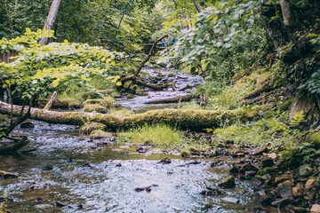 Tranquil Scene in a Green Forest with a River and Trees