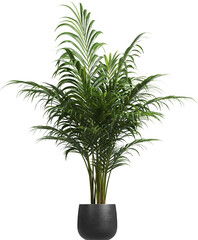 Side view of potted houseplant - Areca Palm