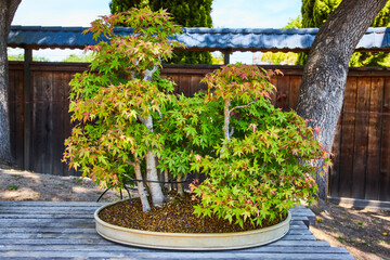 Tiny maple tree bonsai forest in single pot with multiple plants in front of dark wooden fence