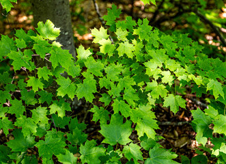 Beautiful green maple leaves, living on branches in a thick forest, mostly shaded but with a little sunshine on some.