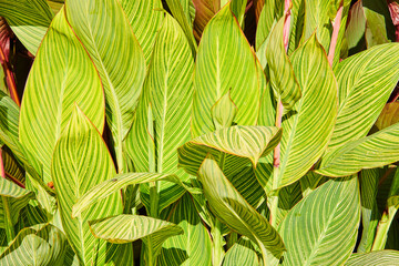 Wall of bright green leaves of plant with yellow lines, bright and sunny nature background asset