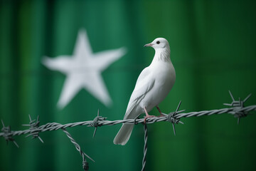 Obraz premium White dove of freedom on Pakistan flag background and barbed wire, concept Kashmir Solidarity Day 5th Feb