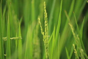 amazing rice crops, Paddy fields