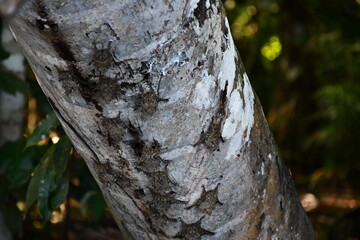 Obraz premium Bats at Tree in Amazonas National Park Peru