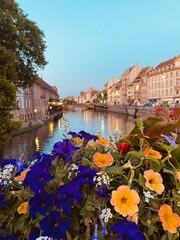 Fototapeta na wymiar Beautiful flowers and colours from Strasbourg | Alsace | France