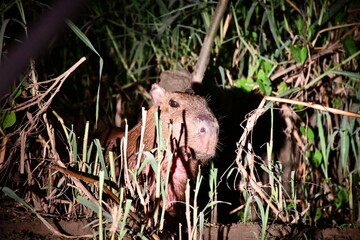 Capybara (Hydrochoerus hydrochaeris) at Amazonas River National Park in Peru