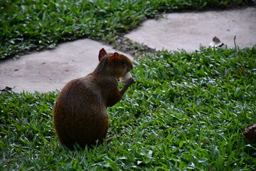 Central American agouti (Dasyprocta punctata) in Amazonas River National Park | Peru