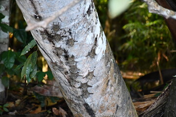 Bats at Tree in Amazonas National Park Peru