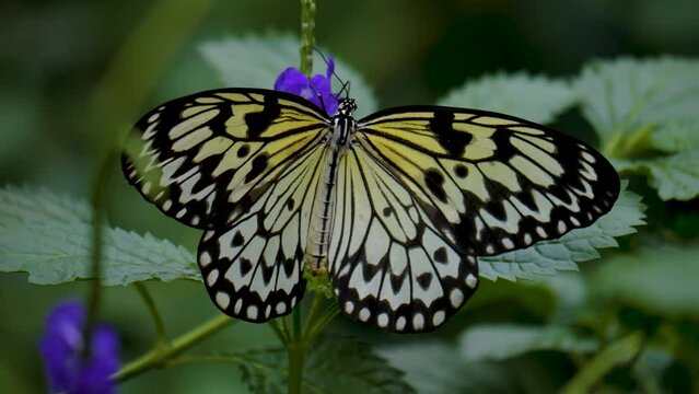 Close up view of a tree nymph butterfly moving on a purple flower.	