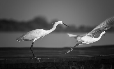 Beautiful white birds on Lake "Palic" Subotica Serbia.