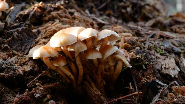 Rauchbbl&auml;ttriger Schwefelkopf (HYPHOLOMA CAPNOIDES)