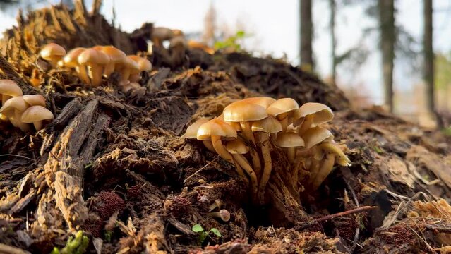 Rauchbbl&auml;ttriger Schwefelkopf (HYPHOLOMA CAPNOIDES)
