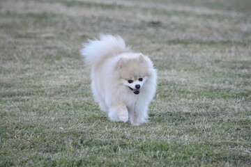 white pomeranian puppy