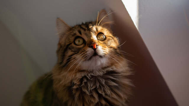 Chat r&ecirc;veur