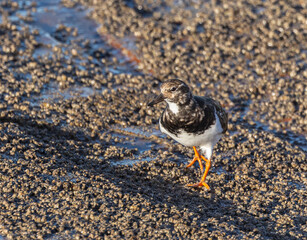 Wading birds on the Cantabrian coast on a sunny autumn day in different situations!