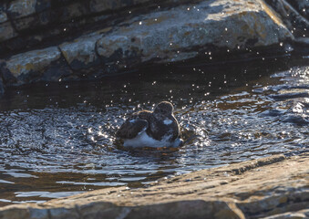 Wading birds on the Cantabrian coast on a sunny autumn day in different situations!