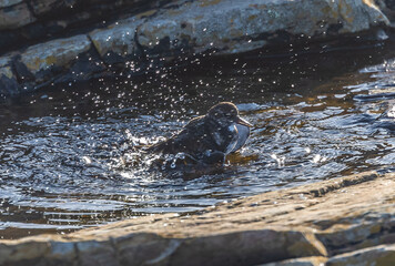 Wading birds on the Cantabrian coast on a sunny autumn day in different situations!