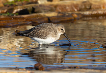 Wading birds on the Cantabrian coast on a sunny autumn day in different situations!