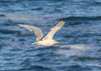 Wading birds on the Cantabrian coast on a sunny autumn day in different situations!