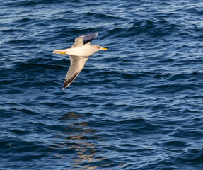 Wading birds on the Cantabrian coast on a sunny autumn day in different situations!