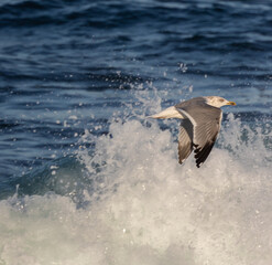 Wading birds on the Cantabrian coast on a sunny autumn day in different situations!