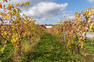 Red  barn and autumn colors at vineyard in the Finger Lakes region of New York State. 