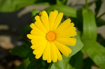 yellow cadendula flower close up outdoors