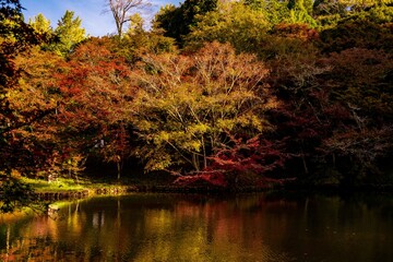 用作公園の紅葉