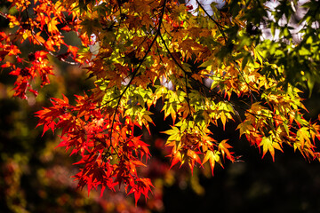 用作公園の紅葉