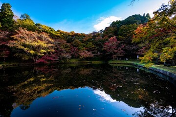 用作公園の紅葉