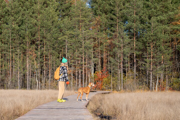 Pet owner spending pastime in pine forest hiking, walking with hound dog. Female standing on wooden walkway among moors, listening to silence attentively together with pedigree magyar vizsla puppy