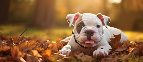 The American bulldog puppy, a delightful pet, happily played outside in the parc, relishing every moment spent in the great outdoors as a beloved and cherished animal companion. - obrazy, fototapety, plakaty