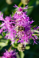 bee on a flower