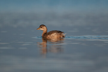 Little Grebe (Tachybaptus ruficollis) swimming in the lake. Burdur lake