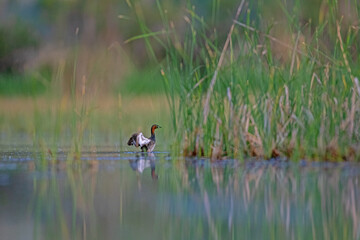 Little Grebe (Tachybaptus ruficollis) in the lake among the reeds. Burdur lake