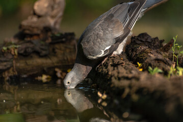 The common wood pigeon Columba palumbus, also known as simply wood pigeon