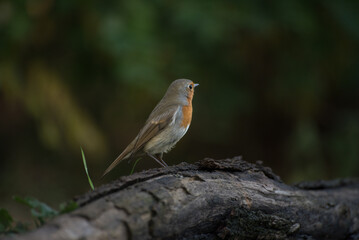 The European robin Erithacus rubecula, known simply as the robin or robin redbreast
