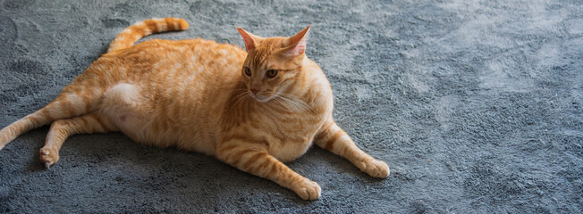 Gato acostado en la alfombra