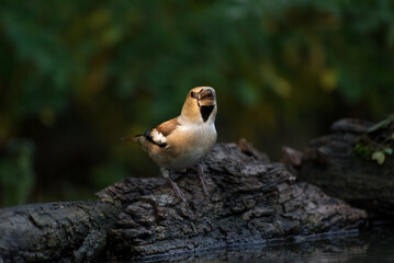 The hawfinch Coccothraustes coccothraustes is a passerine bird in the finch family Fringillidae.
