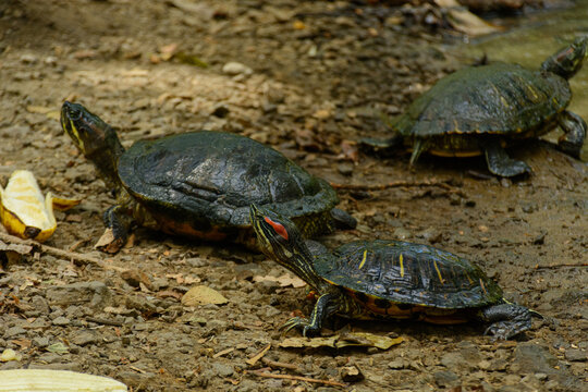 Tortugas con comida