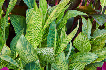 Tall green leaves on plant with yellow veins and darker plant in background asset