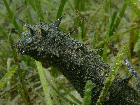 Black sea cucumber or cotton-spinner (Holothuria forskali) undersea, Aegean Sea, Greece, Halkidiki
